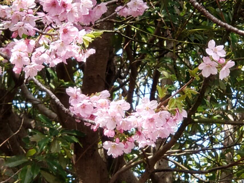 塙工場の桜です