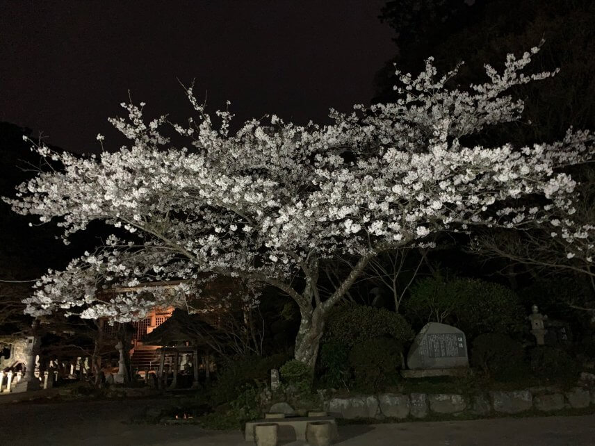 ?満開の夜桜?