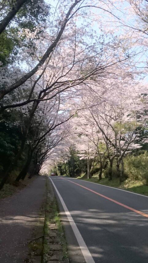 ?桜のトンネル?