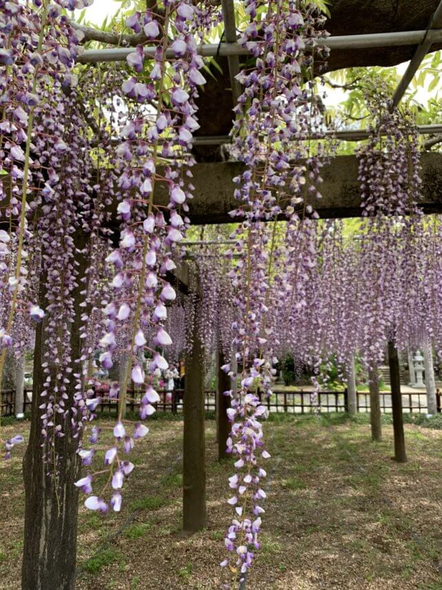 藤の花