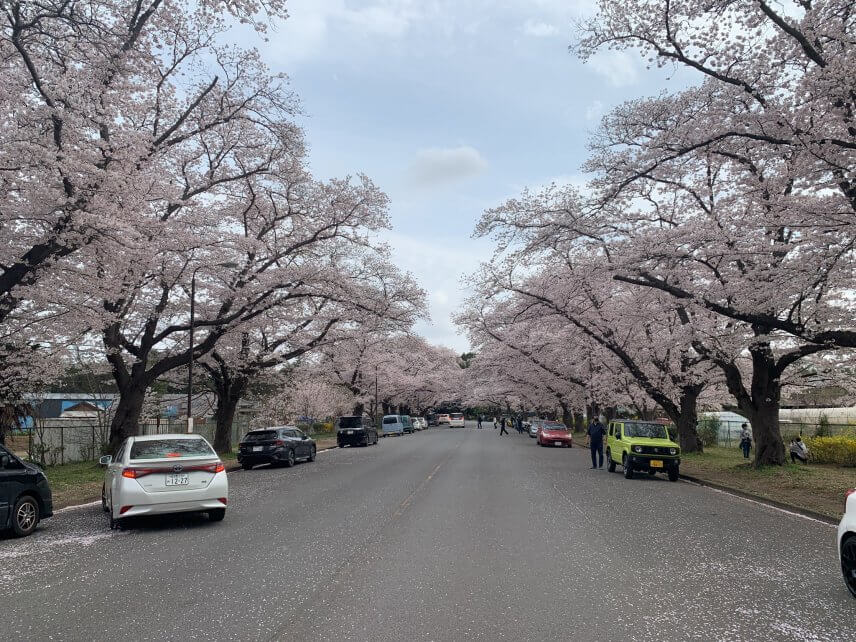 桜並木の花吹雪