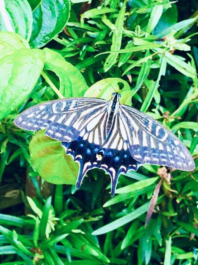 アゲハチョウを見て?