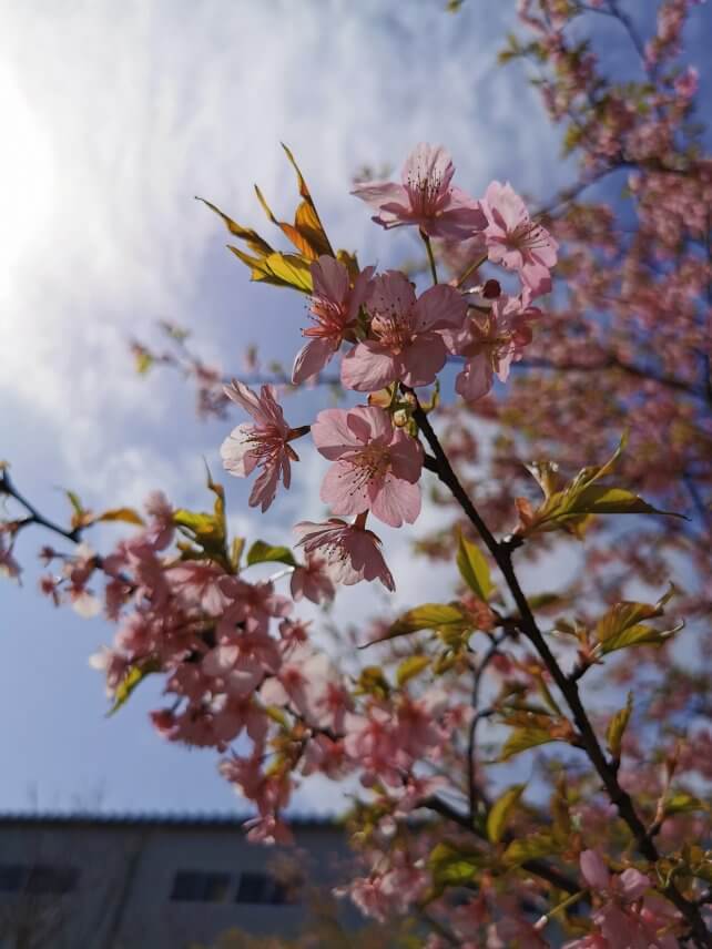 河津桜