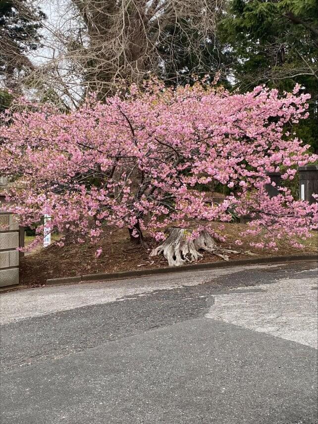 春が来ました♪