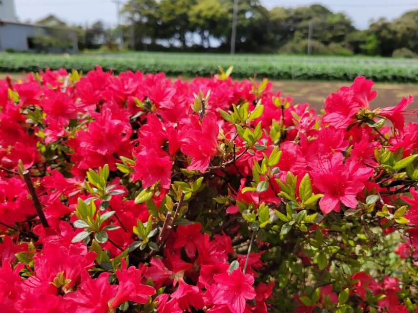 松山庭園