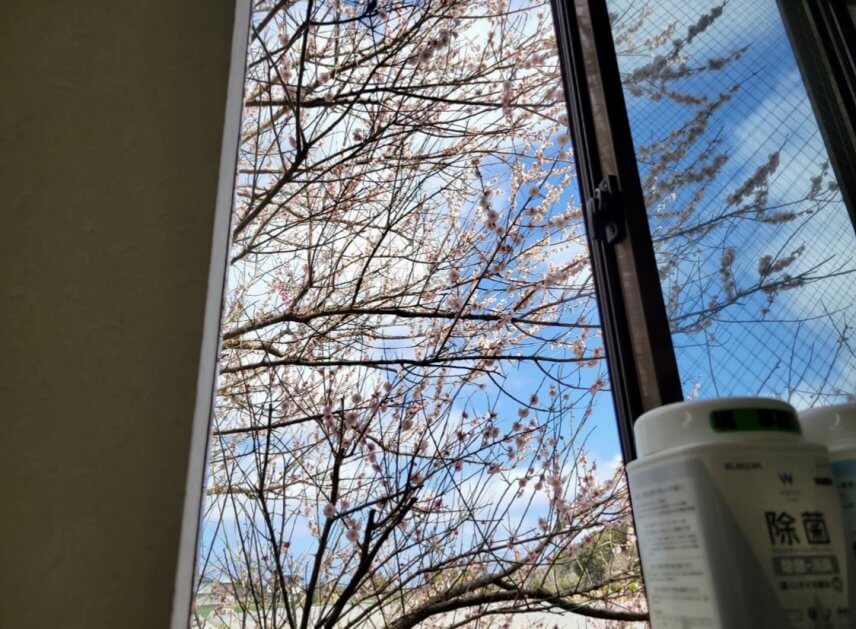 塙事務所の窓にも春
