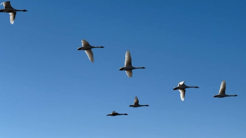 🦢心を癒されに🦆