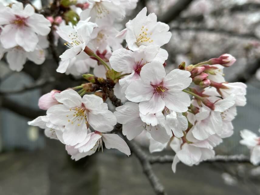 🌸満開の桜🌸