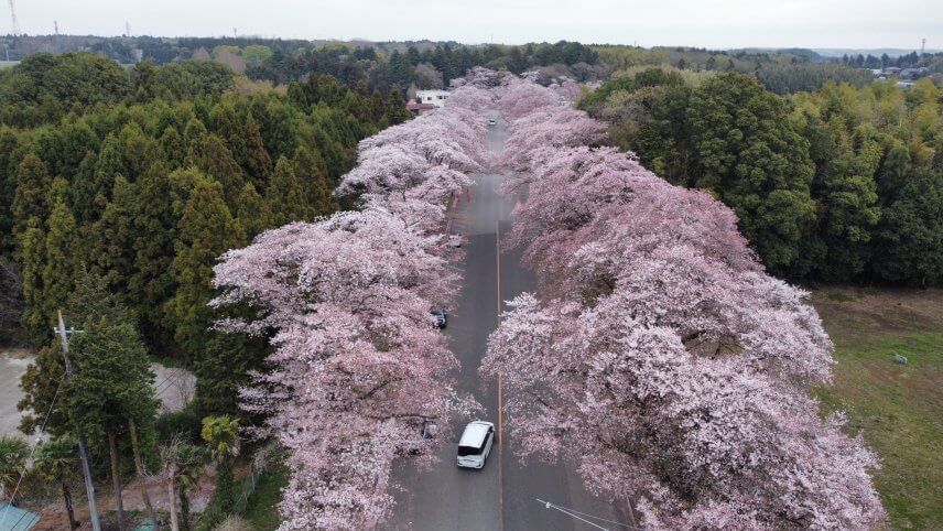 🌸 桜並木の空撮 🌸