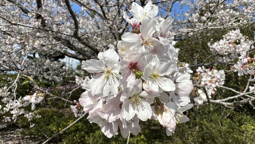 🌸 塙工場のソメイヨシノ 🌸