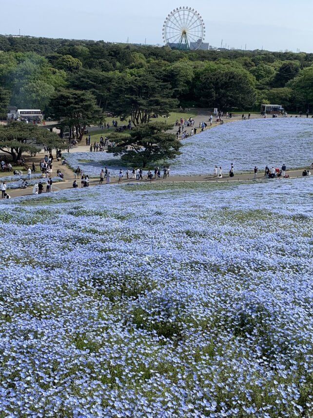 ひたち海浜公園のネモフィラ