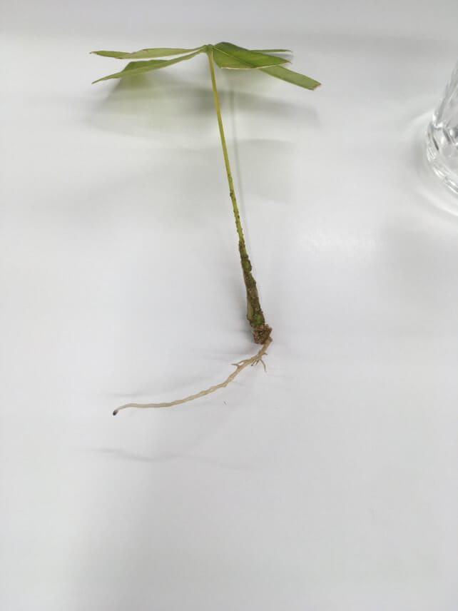 観葉植物を育てたい