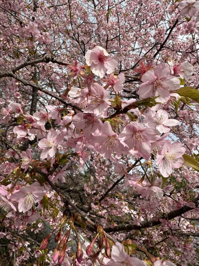🌸満開の河津桜 🌸