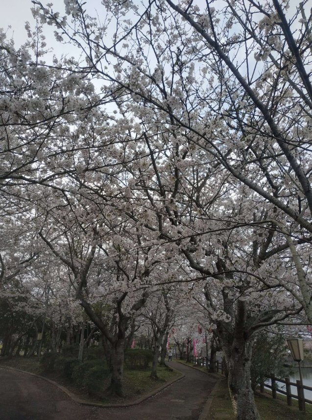 袋公園の桜