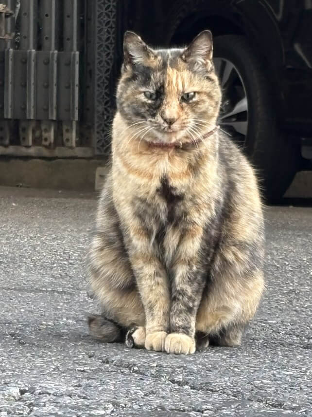 なかよくなってきました🐈