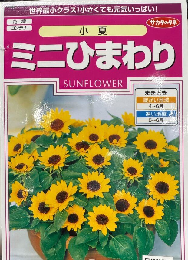 匝瑳支店 🌻ひまわりの観察日記🌻