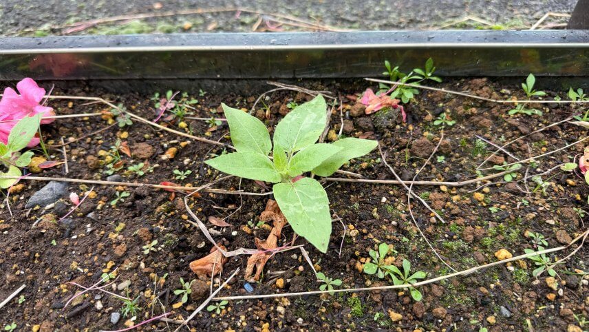 匝瑳　ヒマワリ観察日記4 🌻