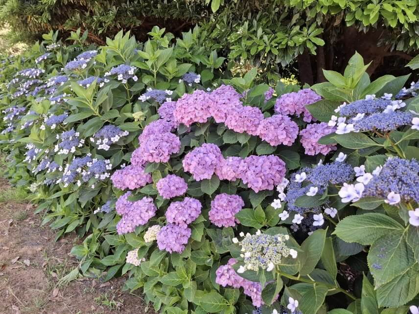 色とりどりの紫陽花