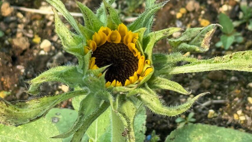 匝瑳　ヒマワリ観察日記7《遂に開花🌻》