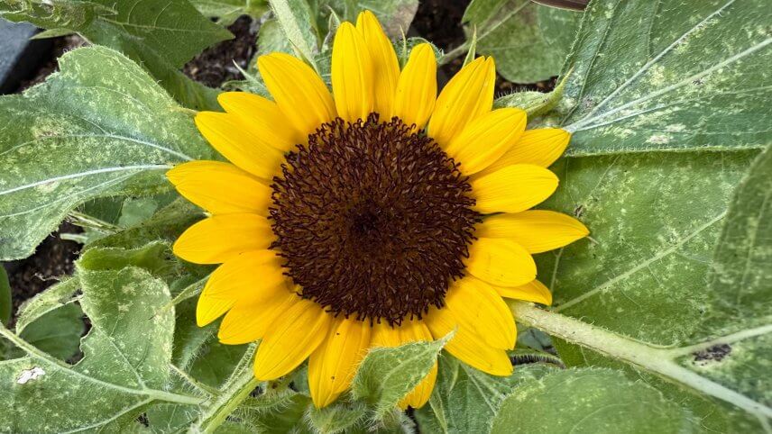 ヒマワリ観察日記8 🌻
