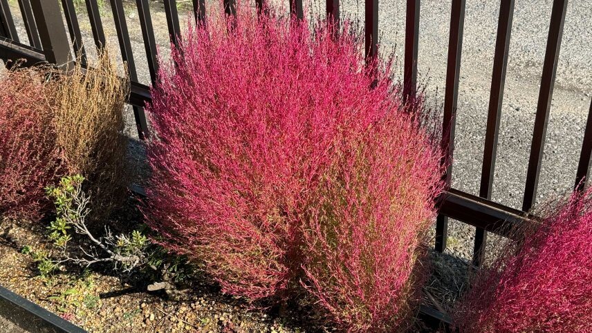 匝瑳工場の花壇