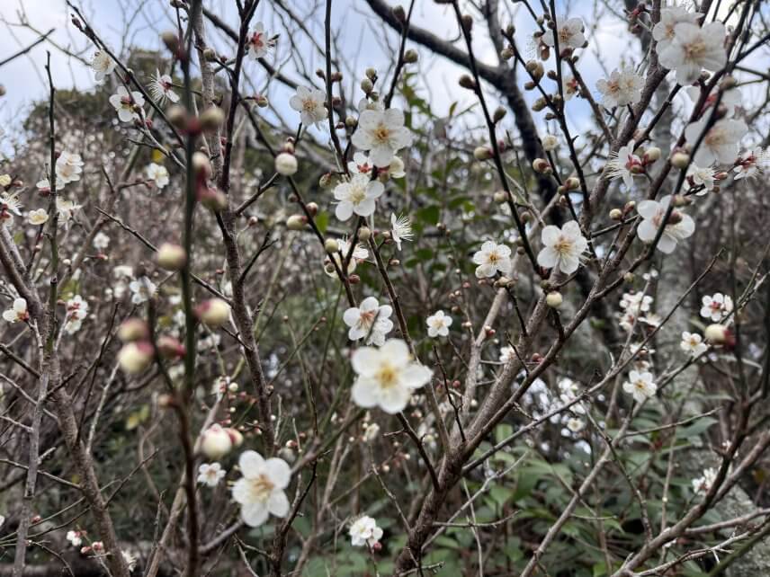 梅の花