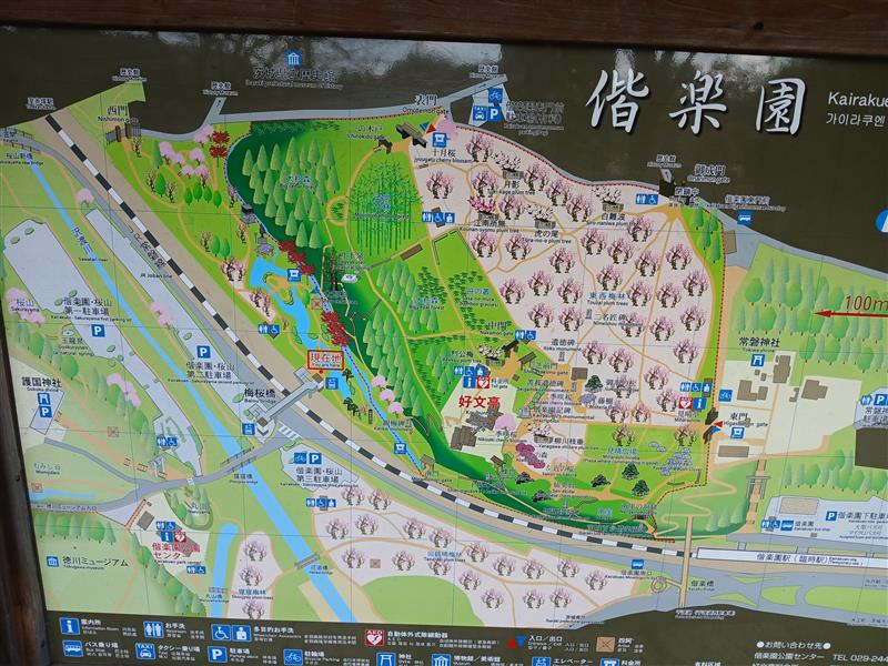 太郎杉：樹齢800年の巨人