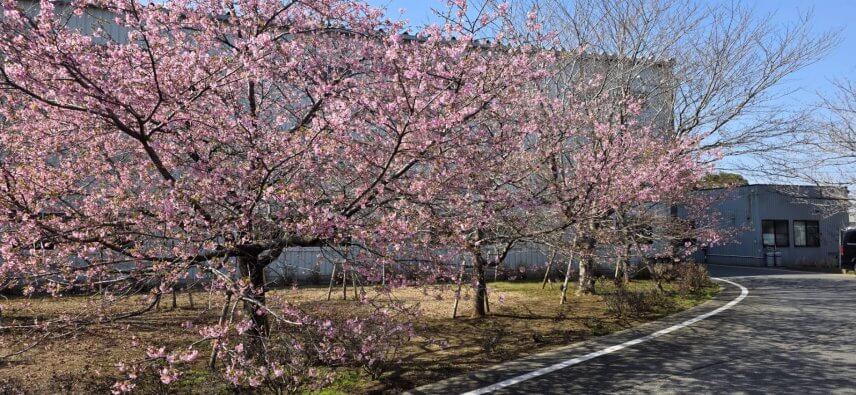 みけどうぶち塙工場　花が満開！！