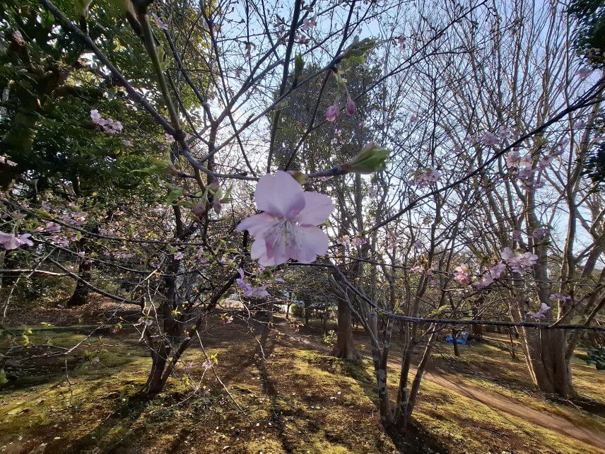 河津桜