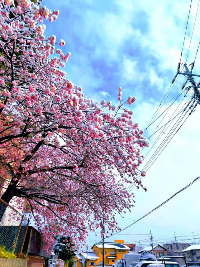 2月の匝瑳市の雪