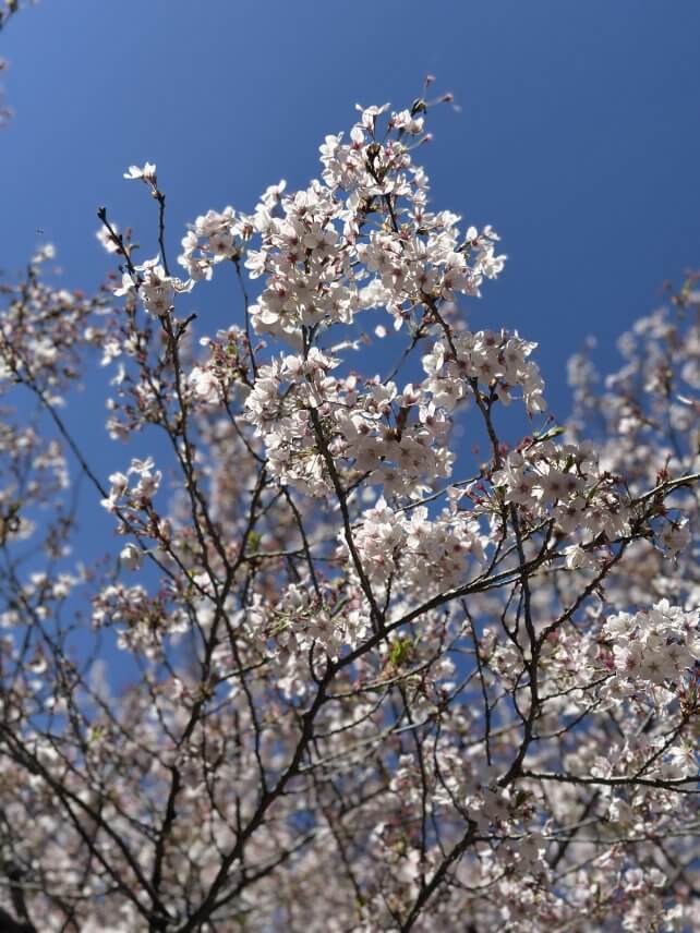 春の東北🌸